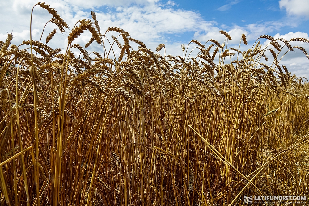 Особенности выращивания яровой пшеницы