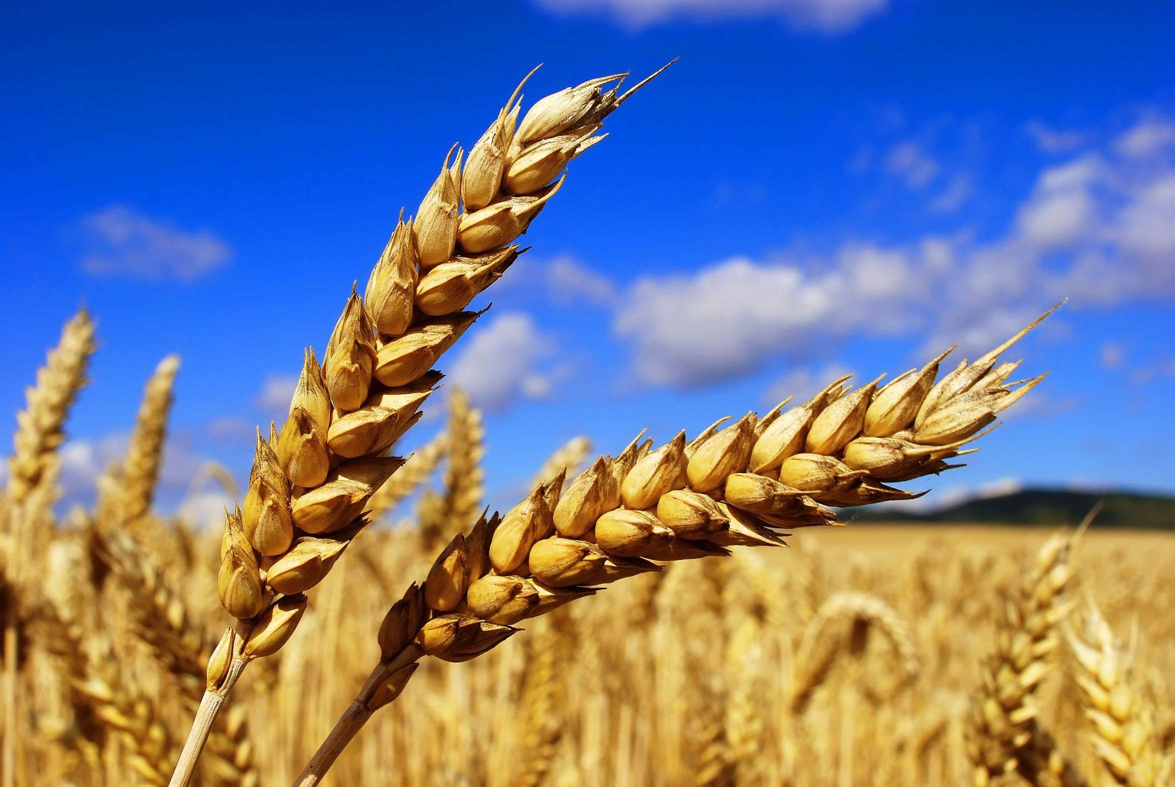 Описание пшеницы