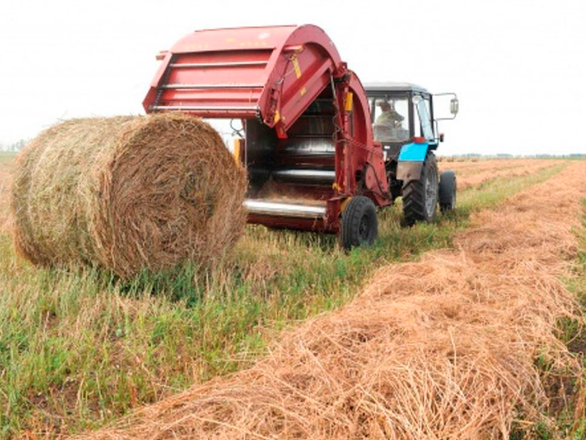 Дипломная работа: Технология уборки трав на сено и перевозки сена